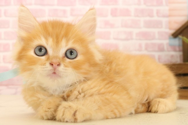 埼玉県のサイベリアン (Coo&RIKU春日部店/2025年4月4日生まれ/男の子/レッドタビー)の子猫の3枚目の画像