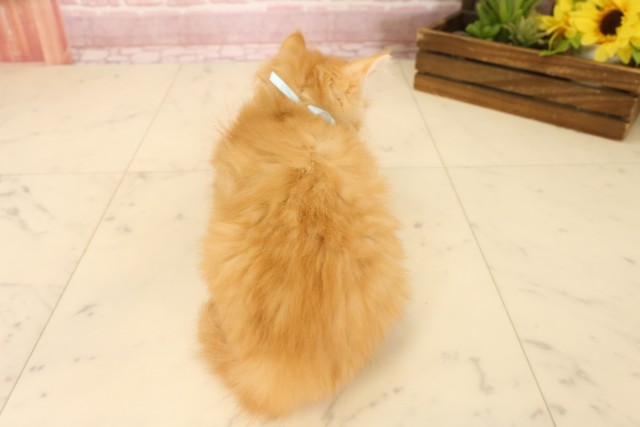 埼玉県のサイベリアン (Coo&RIKU春日部店/2025年4月4日生まれ/男の子/レッドタビー)の子猫の4枚目の画像