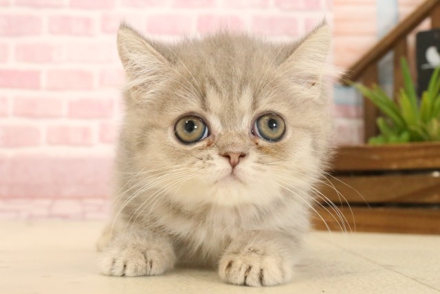 福島県のエキゾチック (Coo&RIKU郡山店/2025年4月2日生まれ/女の子/ブルータビー)の子猫の1枚目の画像