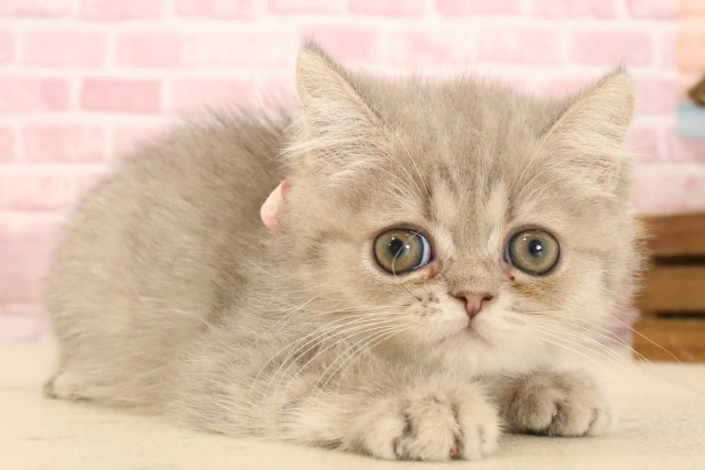福島県のエキゾチック (Coo&RIKU郡山店/2025年4月2日生まれ/女の子/ブルータビー)の子猫の2枚目の画像