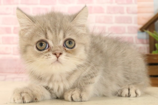 福島県のエキゾチック (Coo&RIKU郡山店/2025年4月2日生まれ/女の子/ブルータビー)の子猫の3枚目の画像