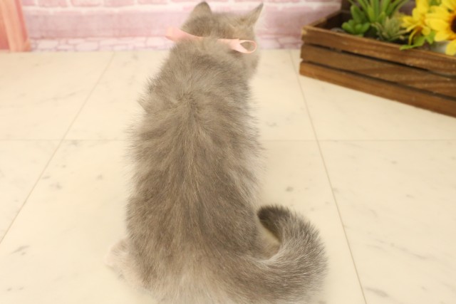 福島県のエキゾチック (Coo&RIKU郡山店/2025年4月2日生まれ/女の子/ブルータビー)の子猫の4枚目の画像