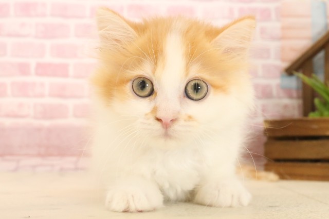 埼玉県のマンチカン (Coo&RIKU桶川店/2025年3月24日生まれ/男の子/レッドタビーホワイト)の子猫の1枚目の画像