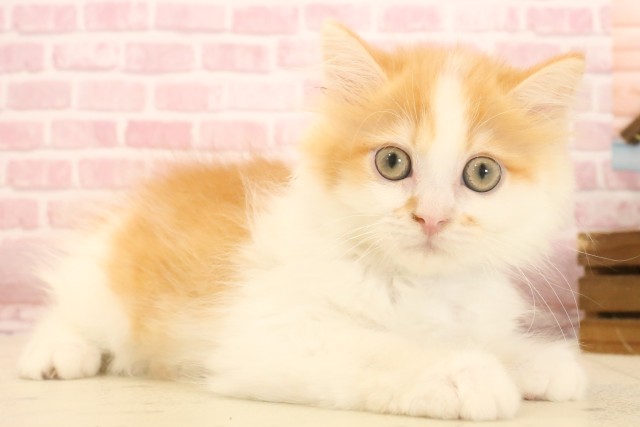 埼玉県のマンチカン (Coo&RIKU桶川店/2025年3月24日生まれ/男の子/レッドタビーホワイト)の子猫の2枚目の画像