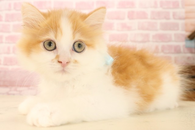 埼玉県のマンチカン (Coo&RIKU桶川店/2025年3月24日生まれ/男の子/レッドタビーホワイト)の子猫の3枚目の画像