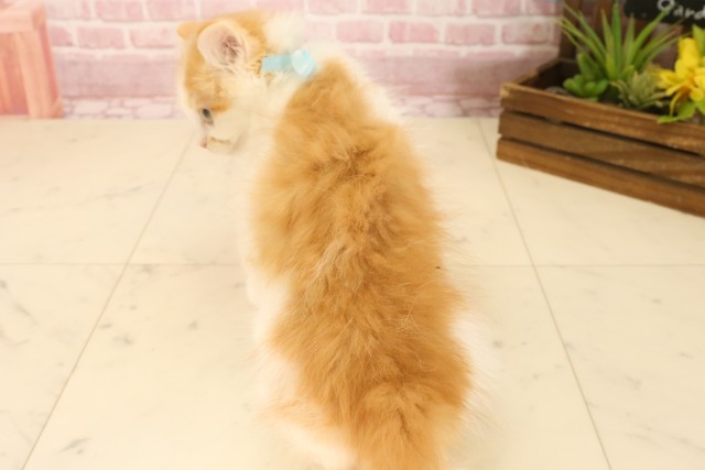埼玉県のマンチカン (Coo&RIKU桶川店/2025年3月24日生まれ/男の子/レッドタビーホワイト)の子猫の4枚目の画像