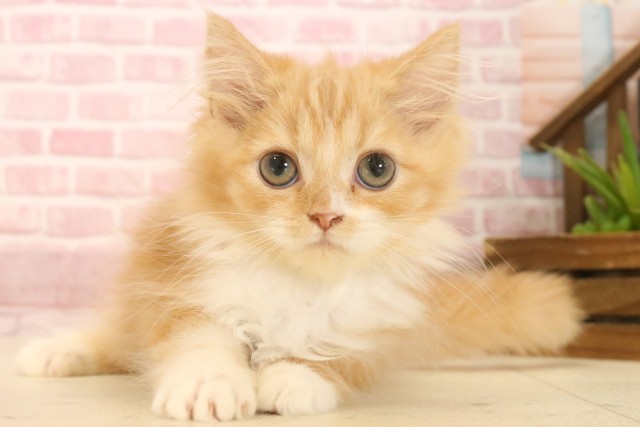 福島県のラガマフィン (Coo&RIKU郡山店/2025年3月22日生まれ/女の子/レッドタビーホワイト)の子猫の1枚目の画像