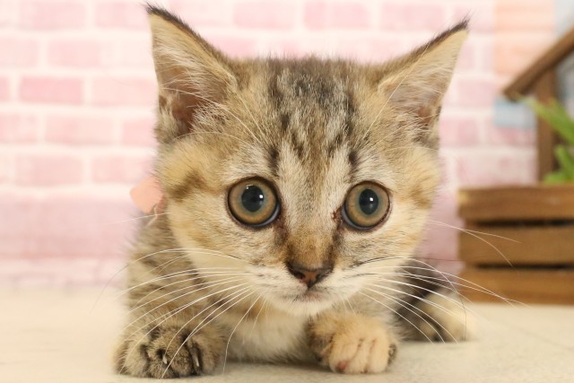 長野県のマンチカン (Coo&RIKU長野店/2025年4月6日生まれ/女の子/ブラウンパッチドタビー)の子猫の1枚目の画像