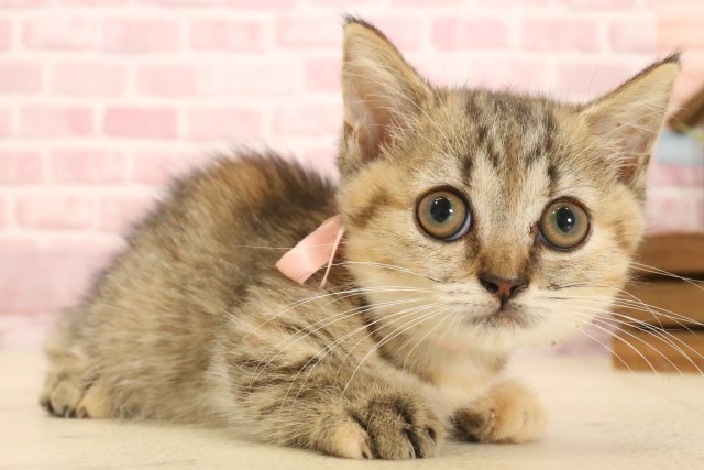 長野県のマンチカン (Coo&RIKU長野店/2025年4月6日生まれ/女の子/ブラウンパッチドタビー)の子猫の2枚目の画像