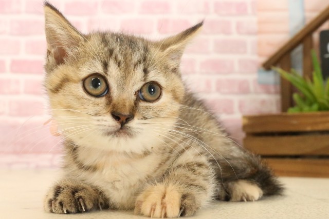 長野県のマンチカン (Coo&RIKU長野店/2025年4月6日生まれ/女の子/ブラウンパッチドタビー)の子猫の3枚目の画像