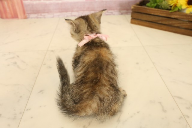 長野県のマンチカン (Coo&RIKU長野店/2025年4月6日生まれ/女の子/ブラウンパッチドタビー)の子猫の4枚目の画像