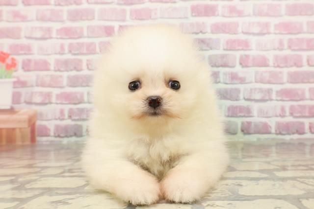 神奈川県のポメラニアン (Coo&RIKU横浜旭店/2025年4月20日生まれ/女の子/クリーム)の子犬