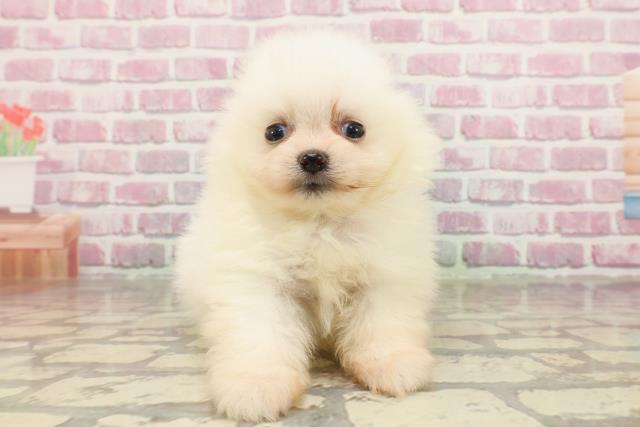 北海道のポメラニアン (Coo&RIKU札幌東店/2025年4月20日生まれ/女の子/クリーム)の子犬