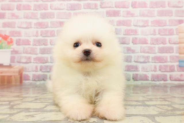 新潟県のポメラニアン (Coo&RIKU新潟西店/2025年4月20日生まれ/男の子/ホワイト)の子犬の1枚目の画像