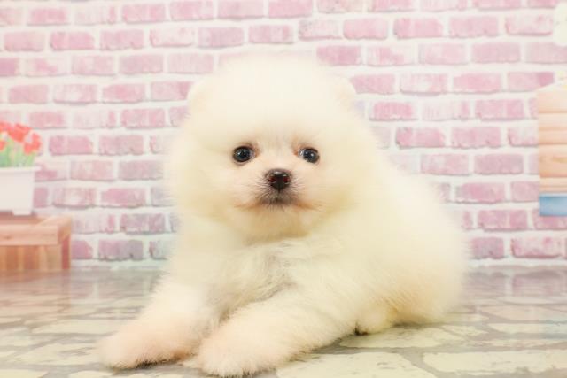 新潟県のポメラニアン (Coo&RIKU新潟西店/2025年4月20日生まれ/男の子/ホワイト)の子犬の2枚目の画像
