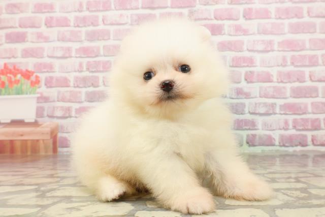 新潟県のポメラニアン (Coo&RIKU新潟西店/2025年4月20日生まれ/男の子/ホワイト)の子犬の3枚目の画像