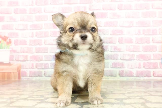 福島県のチワワ(ロング) (Coo&RIKU郡山店/2025年4月20日生まれ/男の子/フォーンホワイト)の子犬