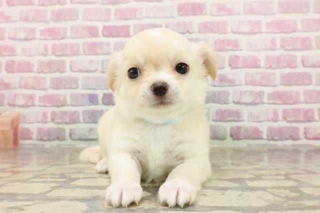 愛知県のチワワ(ロング) (Coo&RIKU岡崎店/2025年4月20日生まれ/男の子/クリームホワイト)の子犬