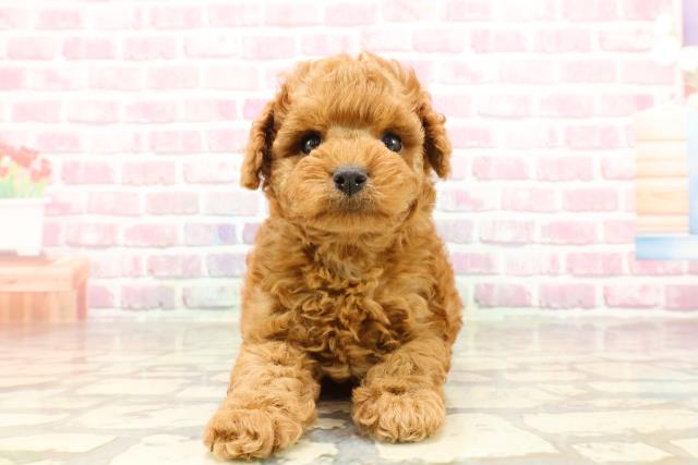 北海道のトイプードル(トイ) (Coo&RIKU旭川店/2025年4月20日生まれ/男の子/レッド)の子犬