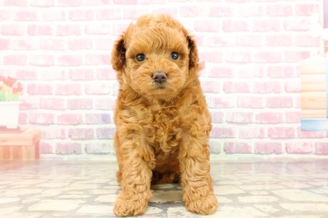 秋田県のトイプードル(トイ) (Coo&RIKU秋田店/2025年4月20日生まれ/女の子/レッド)の子犬