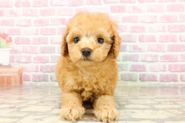 石川県のトイプードル(トイ) (Coo&RIKU金沢店/2025年4月19日生まれ/女の子/アプリコット)の子犬の1枚目の画像