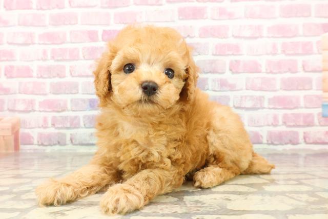 石川県のトイプードル(トイ) (Coo&RIKU金沢店/2025年4月19日生まれ/女の子/アプリコット)の子犬の2枚目の画像