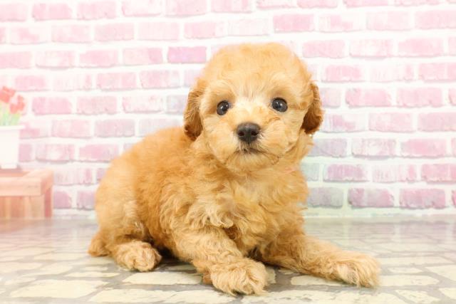 石川県のトイプードル(トイ) (Coo&RIKU金沢店/2025年4月19日生まれ/女の子/アプリコット)の子犬の3枚目の画像