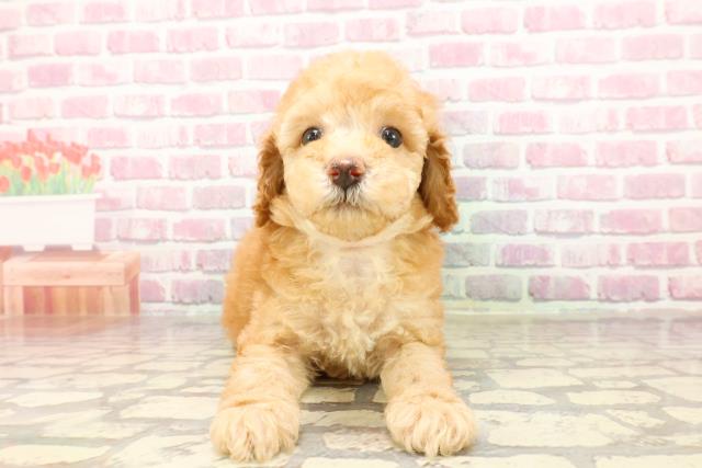 新潟県のトイプードル(トイ) (Coo&RIKU長岡店/2025年4月19日生まれ/女の子/アプリコット)の子犬