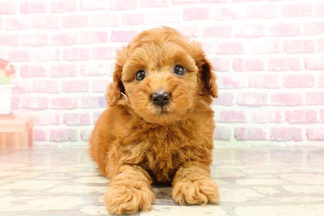 秋田県のトイプードル(トイ) (Coo&RIKU秋田店/2025年4月18日生まれ/女の子/レッド)の子犬