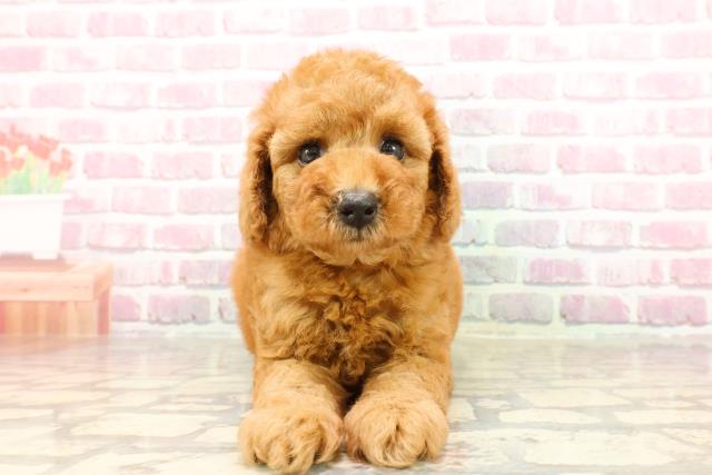 富山県のトイプードル(トイ) (Coo&RIKU富山店/2025年4月18日生まれ/女の子/レッド)の子犬の1枚目の画像