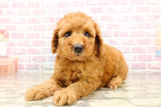 富山県のトイプードル(トイ) (Coo&RIKU富山店/2025年4月18日生まれ/女の子/レッド)の子犬の2枚目の画像
