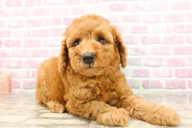 富山県のトイプードル(トイ) (Coo&RIKU富山店/2025年4月18日生まれ/女の子/レッド)の子犬の3枚目の画像