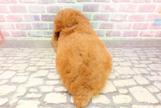 富山県のトイプードル(トイ) (Coo&RIKU富山店/2025年4月18日生まれ/女の子/レッド)の子犬の4枚目の画像