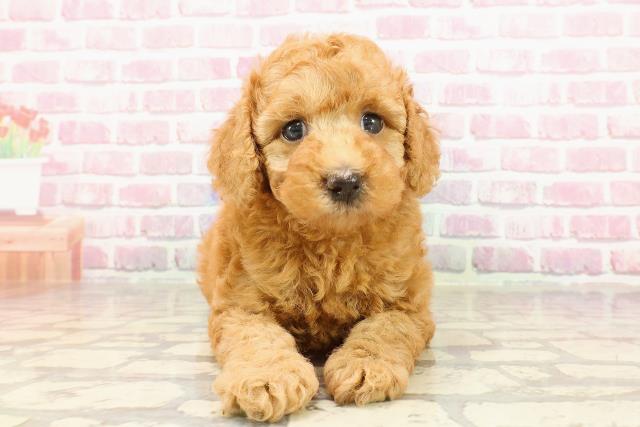 福井県のトイプードル(トイ) (Coo&RIKU福井店/2025年4月18日生まれ/女の子/レッド)の子犬