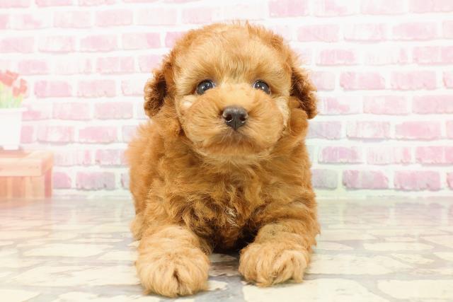 岩手県のトイプードル(トイ) (Coo&RIKU岩手盛岡店/2025年4月18日生まれ/男の子/レッド)の子犬