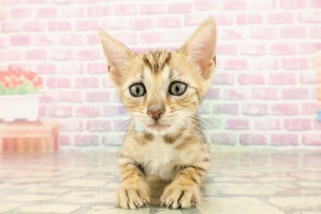 新潟県のベンガル (Coo&RIKU新潟東店/2025年4月14日生まれ/男の子/ブラウンスポットタビー)の子猫の1枚目の画像