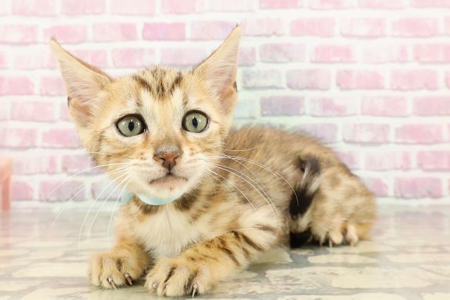 新潟県のベンガル (Coo&RIKU新潟東店/2025年4月14日生まれ/男の子/ブラウンスポットタビー)の子猫の2枚目の画像