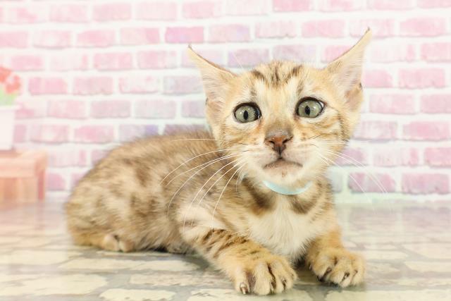 新潟県のベンガル (Coo&RIKU新潟東店/2025年4月14日生まれ/男の子/ブラウンスポットタビー)の子猫の3枚目の画像