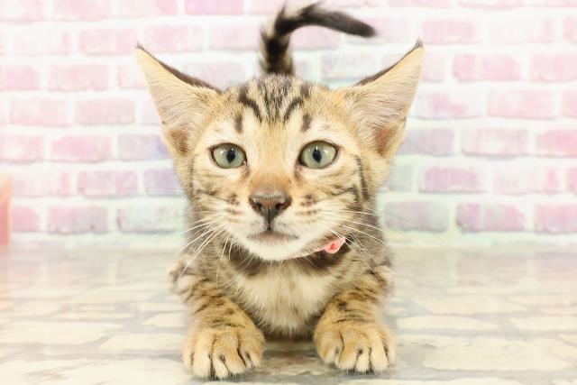 富山県のベンガル (Coo&RIKU富山店/2025年4月14日生まれ/女の子/ブラウンスポットタビー)の子猫の1枚目の画像