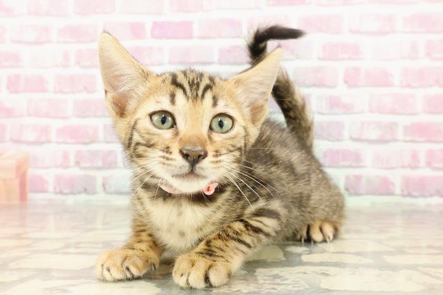 富山県のベンガル (Coo&RIKU富山店/2025年4月14日生まれ/女の子/ブラウンスポットタビー)の子猫の2枚目の画像
