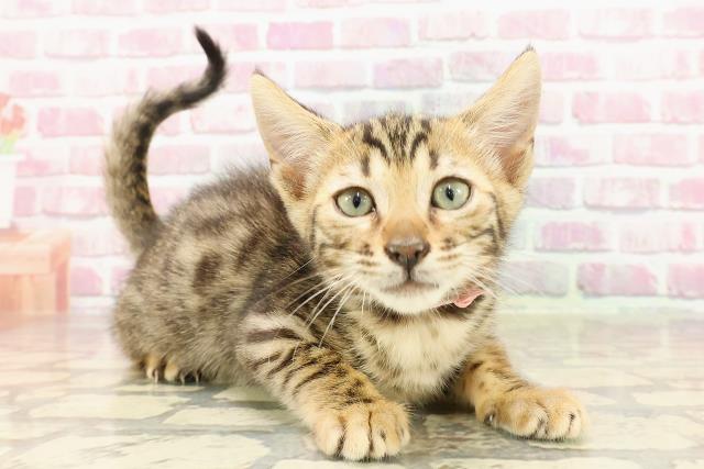 富山県のベンガル (Coo&RIKU富山店/2025年4月14日生まれ/女の子/ブラウンスポットタビー)の子猫の3枚目の画像