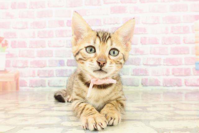 石川県のベンガル (Coo&RIKU金沢店/2025年4月14日生まれ/女の子/ブラウンスポットタビー)の子猫の1枚目の画像