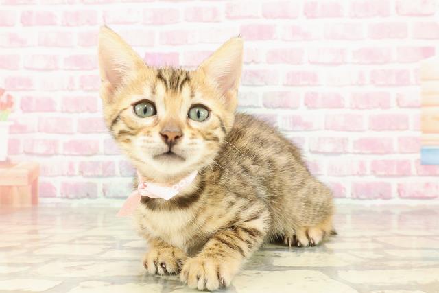 石川県のベンガル (Coo&RIKU金沢店/2025年4月14日生まれ/女の子/ブラウンスポットタビー)の子猫の2枚目の画像