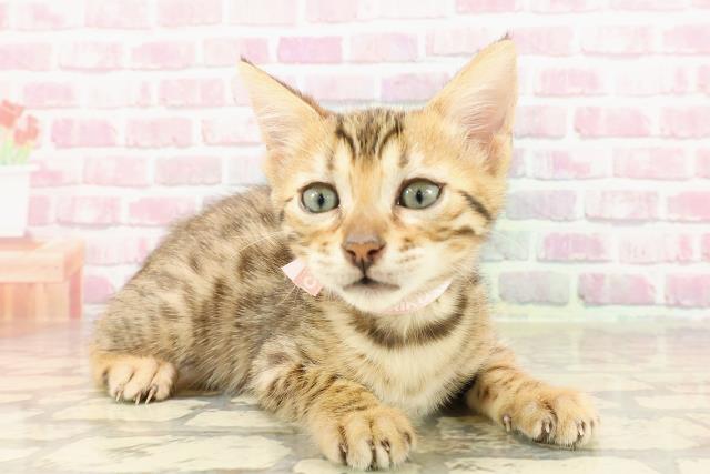 石川県のベンガル (Coo&RIKU金沢店/2025年4月14日生まれ/女の子/ブラウンスポットタビー)の子猫の3枚目の画像