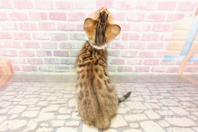 石川県のベンガル (Coo&RIKU金沢店/2025年4月14日生まれ/女の子/ブラウンスポットタビー)の子猫の4枚目の画像