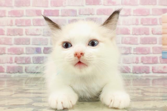 秋田県のラグドール (Coo&RIKU秋田店/2025年4月15日生まれ/男の子/シールポイントバイカラー)の子猫の1枚目の画像
