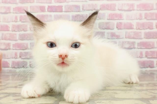 秋田県のラグドール (Coo&RIKU秋田店/2025年4月15日生まれ/男の子/シールポイントバイカラー)の子猫の2枚目の画像