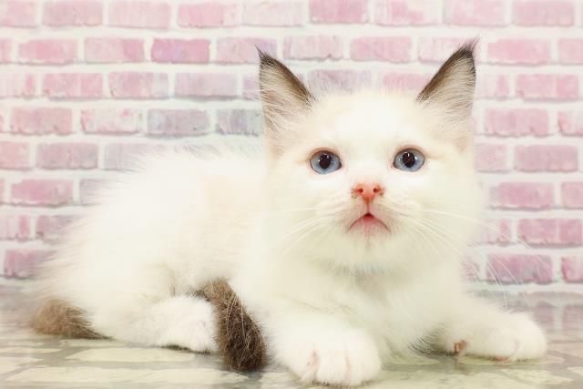 秋田県のラグドール (Coo&RIKU秋田店/2025年4月15日生まれ/男の子/シールポイントバイカラー)の子猫の3枚目の画像
