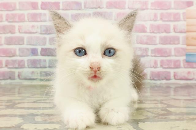 青森県のラグドール (Coo&RIKU青森店/2025年4月15日生まれ/女の子/シールポイントバイカラー)の子猫