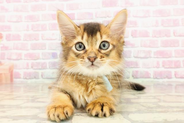 東京都のソマリ (Coo&RIKU八王子西店/2025年4月15日生まれ/男の子/ルディ)の子猫